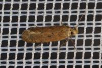 Bryotropha