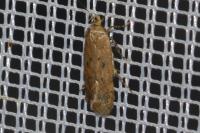 Bryotropha