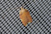 Carcina quercana