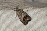 Cydia splendana