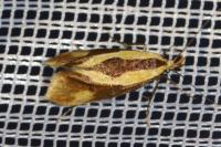 Harpella forficella