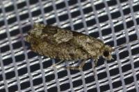 Zeiraphera isertana