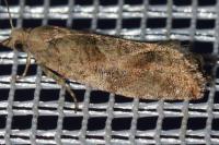 Epinotia solandriana