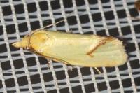Agapeta hamana