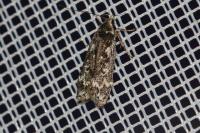 Anacampsis blattariella/populella