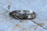 Endothenia gr. gentianaeana