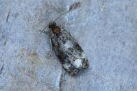 Endothenia gr. gentianaeana