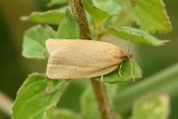 Zelotherses