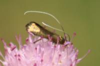 Nemophora metallica