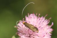 Nemophora metallica