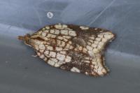 Acleris rhombana