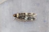 Oegoconia