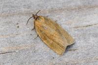 Aphelia viburnana