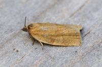 Aphelia viburnana