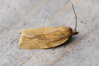 Aphelia viburnana