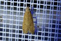 Helcystogramma lutatella