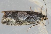 Zeiraphera griseana