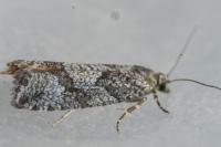 Zeiraphera griseana