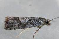 Zeiraphera griseana