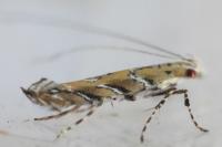 Acrocercops cocciferellum