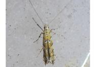 Acrocercops cocciferellum