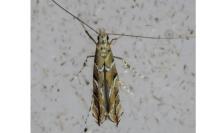 Acrocercops cocciferellum