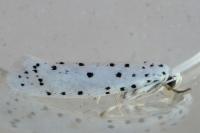 Yponomeuta