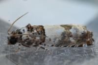 Epinotia thapsiana