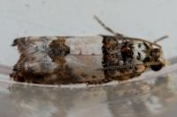 Epinotia thapsiana