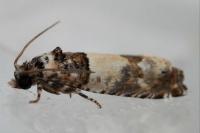 Epinotia thapsiana