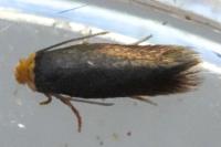 Stigmella