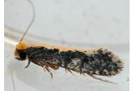 Monopis