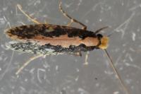 Monopis