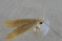 Coleophora