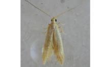 Coleophora
