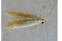 Coleophora