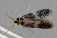 Ectoedemia