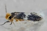 Ectoedemia