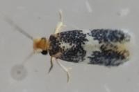 Ectoedemia