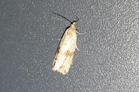 Celypha striana