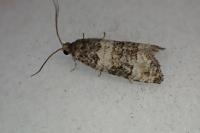 Piniphila bifasciana