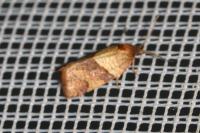 Philedone gerningana