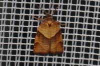Philedone gerningana