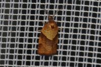 Philedone gerningana