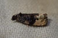 Metendothenia atropunctana
