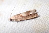 Eucosma conterminana