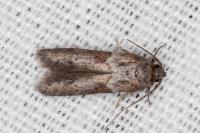 Blastobasis glandulella
