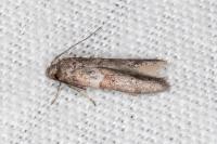 Blastobasis glandulella