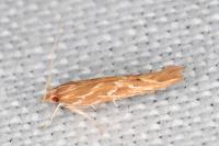 Pyroderces argyrogrammos