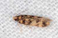 Bryotropha
